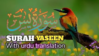 Surah yaseen surah yaseen tilawat with urdu translation  سورة يس  Beautiful quran recitation [upl. by Gaiser594]