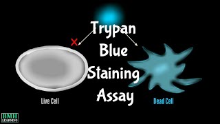 Trypan Blue Staining Assay [upl. by Uyr]