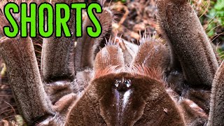 Theraphosa stirmi Goliath Birdeater Feeding shorts [upl. by Okeim290]