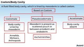 1 11B042 CV 1 Recall test and Coelom or Body Cavity [upl. by Rintoul]