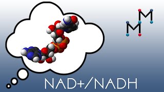 NADNADH Mechanism amp Coenzyme Chemistry [upl. by Ahsina218]