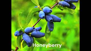 Honeyberry [upl. by Vas]