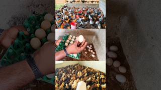 🐓🐣கறி முட்டை இரண்டிற்கும் ‼️🤑அதிக லாபம் தரும் கோழி  Sk Nattukozhi Farm  91 90037 74795 [upl. by Enitsirhk]