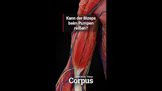 Corpus StudyBuddy Bizepssehnenriss [upl. by Munn]