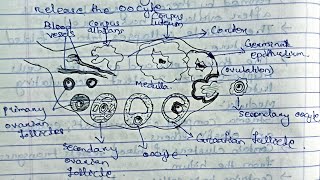 Reproductive SystemGametogenesisOvarian cycle Method of contraception zoologybsczoology [upl. by Velleman]