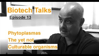 Biotech Talks Episode 13 Phytoplasmas The yet not culturable organisms by Dr Amit Yadav [upl. by Cassey]