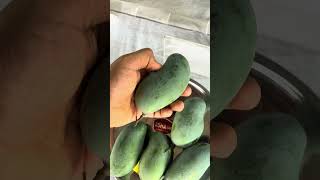 NEELESHWARI MANGO [upl. by Noxas]