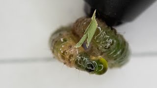 Tropical Sod Webworms are Eating my St Augustinegrass [upl. by Kimmie]