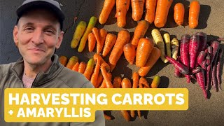 Harvesting Carrots  Planting Amaryllis Bulbs [upl. by Shippee]