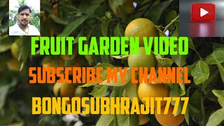 Fruit garden tour ViralfruitsFarmvisitNaturlover Bari 1 Malta Orange Fruit Bari 7Malta Viralfruit [upl. by Eneleahcim556]