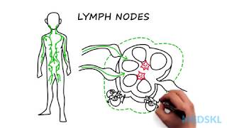 Lymphadenopathy The steps to take when you feel an enlarged lymph node [upl. by Amitarp]