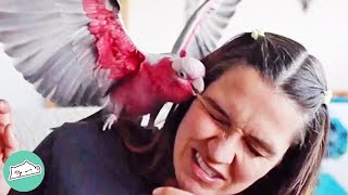 Galah Cockatoo Makes Girls Life Hell Until She Takes Him on Adventures  Cuddle Birds [upl. by Nickie]