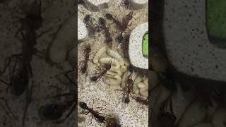 Huge bull ant larvae shorts bullants [upl. by Nylacaj533]