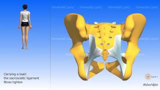 Arthrology of the pelvis the sacroiliac joint [upl. by Ardnait578]