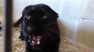 Angry Black Panther in a cage  Wild Animal video [upl. by Anerb]