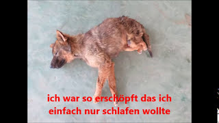 Warum liebte mich niemand ich bin ja nur ein Hund [upl. by Kilar669]