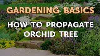 How to Propagate Orchid Tree [upl. by Patton]