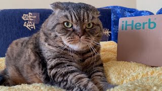 Huge Scottish Fold Cat Purring While Making Biscuits [upl. by Allerbag]