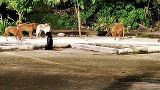 Alimentando a perros de la calle [upl. by Ahsiea]