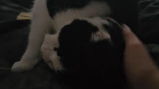 Petting the NEEDIEST CAT in the world ASMR [upl. by Eniawed]