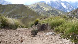 Kepler Track New Zealands Great Walk Awesome Kea [upl. by Gnolb]