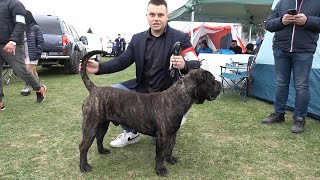 Expozitie canina internationala Dumbraveni Sibiu  25 Martie 2023 Nou [upl. by Elvera]