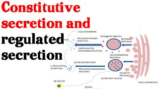 Constitutive secretion and regulated secretion  protein secretion pathway [upl. by Anelrahc895]