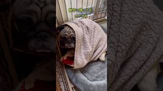 朝、布団から出たくないドン🤷🏻‍♂️🍂 パグ パグのいる家 pug [upl. by Fredra482]