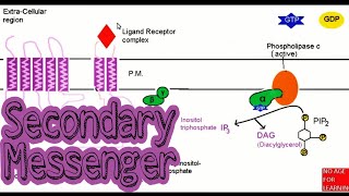 Secondary messengers  cAMP IP3 and DAG [upl. by Nagad]