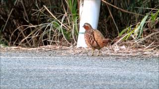 仲間の鳴き声に反応するコジュケイ ChineseBamboo Partridge・Bambusicola thoracicus [upl. by Nils]