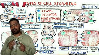 Autocrine Paracrine And Endocrine signaling  Types Of Cell Signaling [upl. by Nahsar320]