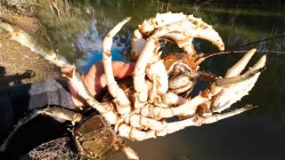 Catching a feed of big freshwater crayfish [upl. by Inaej]