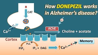 How Donepezil works in Alzheimers disease  Mechanism and side effects [upl. by Marashio]