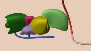 mRNA Splicing [upl. by Llertal115]