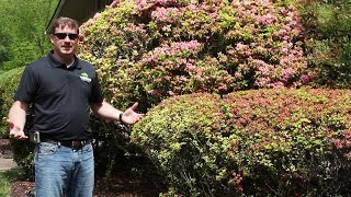 Landscaping tips  Old Azaleas  servicing Chattanooga TN amp Fort Payne AL [upl. by Donelu]