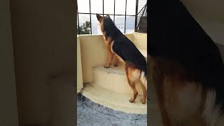 german shepherd dog barking  gsd dog barking  dog barking  puppy barking  dog barking loud [upl. by Ariela814]