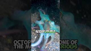 Masters of Camouflage The Incredible ColorChanging Octopuses [upl. by Harding]