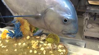 African Pompano Coral Reef mount by Gray Taxidermy [upl. by Nahtanha645]