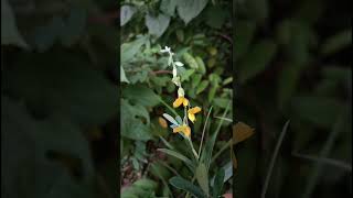 Crotalaria juncea L Fabaceae family nature flowers flora garden flower gardenflower forest [upl. by Akilegna]