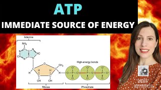 ATP Alevel biology Immediate source of energy Structure and function [upl. by Friederike702]