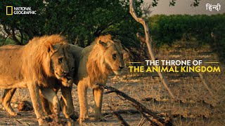 The Throne of the Animal Kingdom  Savage Kingdom  हिन्दी  National Geographic [upl. by Diao]