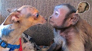 Capuchin Monkey and Dog Share Cheerios [upl. by Nevlin281]