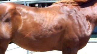 DILLON UPDATE MUSCLE FASCICULATIONS IN HORSE NORMALLY SEEN IN HUMANS [upl. by Oniotna710]