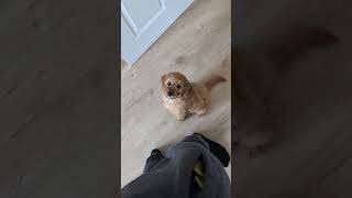 Cavapoo puppy always demanding attention 😄 [upl. by Gunner800]