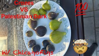 Crozes VS Palestinian Dark Figs Review with ChicagoFigs [upl. by Nwahsem]