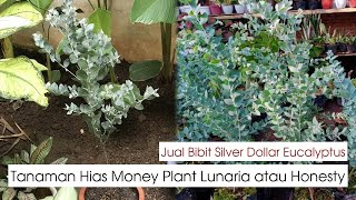 Jual Bibit Tanaman Hias Silver Dollar Eucalyptus Trees  Money Plant  Pohon Lunaria [upl. by Kleper235]