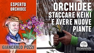 Come staccare i keiki e ottenere nuove piante di orchidee [upl. by Maryl]