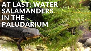 Water salamanders in the paludarium [upl. by Petite994]