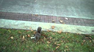 Squirrel Fights at Squirrel ParkMemphis Tn Nov 5 2010 [upl. by Carroll]