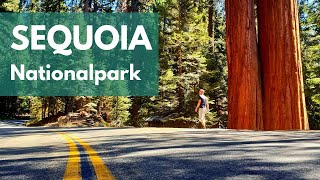 SEQUOIA NATIONAL PARK  Uralte Giganten🌲  USA Roadtrip Westküste  deutsch  VLOG 17 2019 [upl. by Ttegirb]